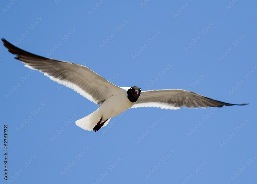 Laughing Gulls flying at Corpus Christi, Texas Laughing Gulls flying at Corpus Christi, Texas