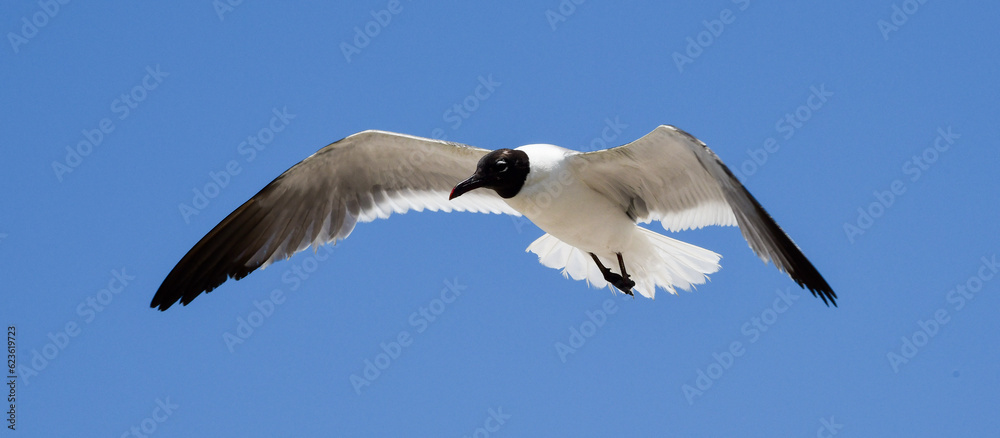 Fototapeta premium Laughing Gulls flying at Corpus Christi, Texas