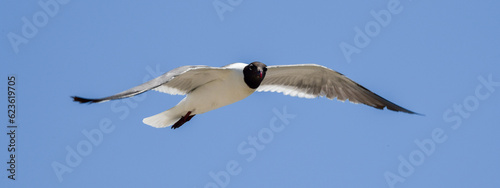 Laughing Gulls flying at Corpus Christi  Texas