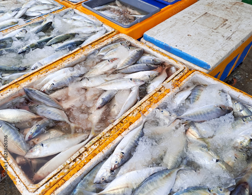 fresh fish in a styrofoam box. Fish on ice in a store. Fresh fish in a market. Fresh fish sales department at a grocery store. fresh fish in a styrofoam box. Fish on ice in a store. Fresh fish in a market. Fresh fish sales department at a grocery store.
