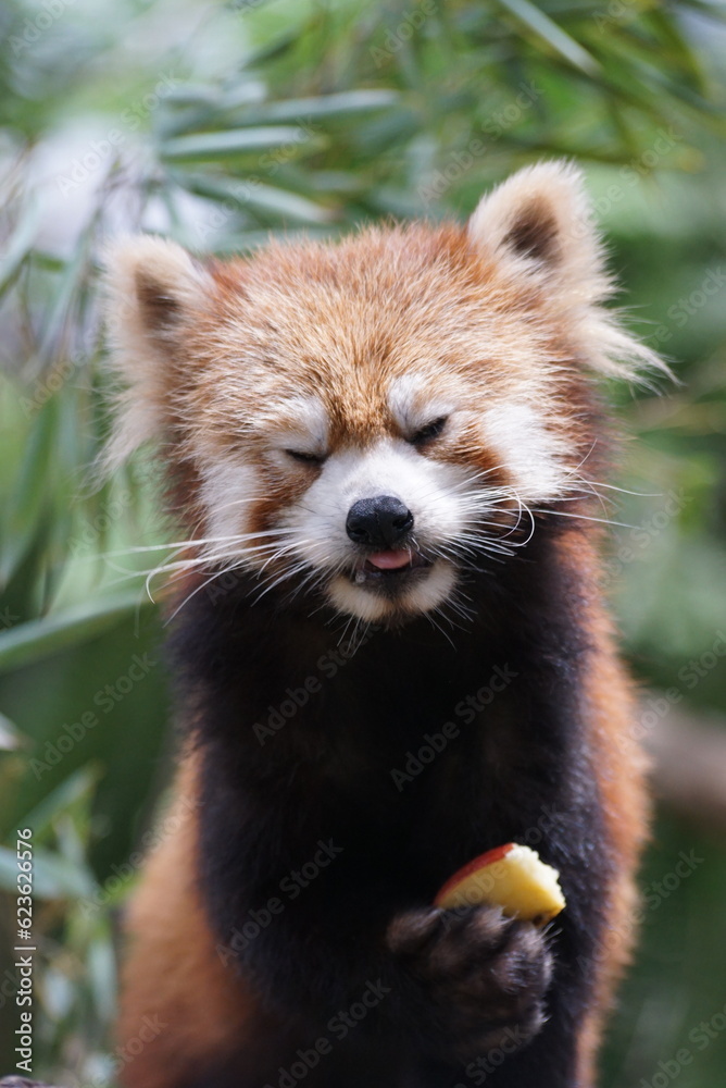 Fototapeta premium リンゴを食べるレッサーパンダ