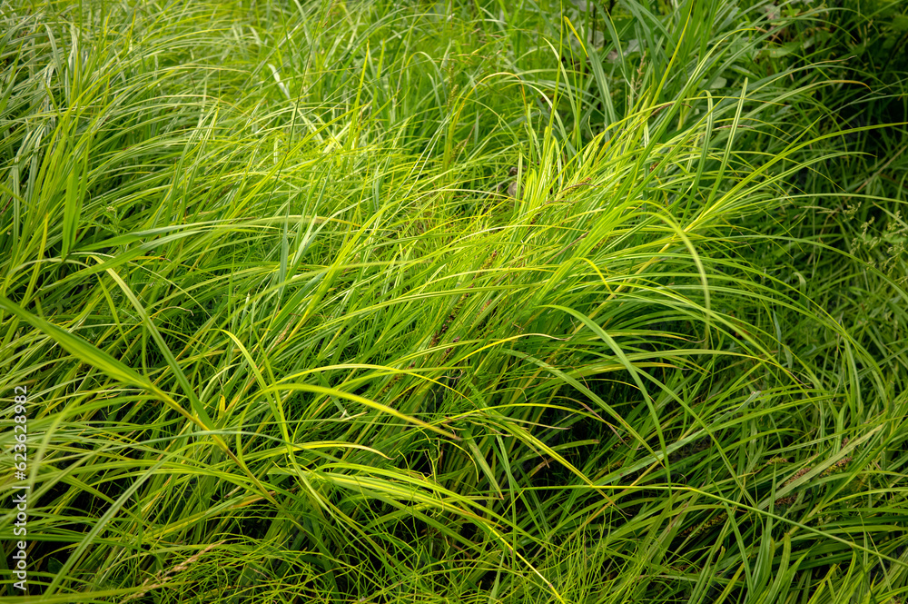 Natural background of green grass, top view. A field of grass. A place for design. Natural background of green grass, top view. A field of grass. A place for design.