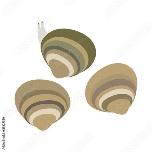 マシジミ。フラットなベクターイラスト。
Asian clam. Flat designed vector illustration.