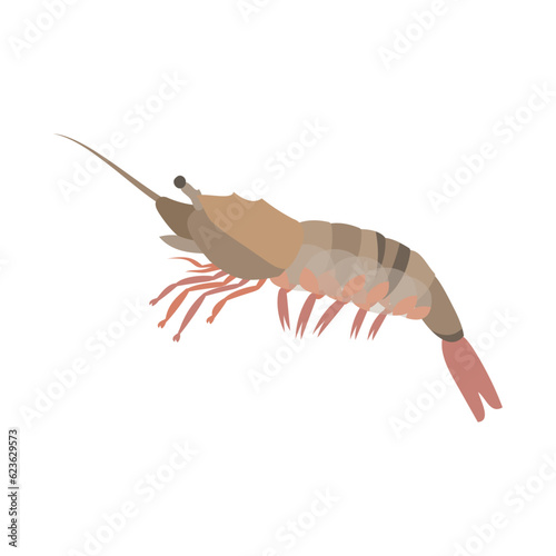 クロザコエビ（ホンモサ、シロガスエビ）。フラットなベクターイラスト。
Kuro shrimp. Flat designed vector illustration.