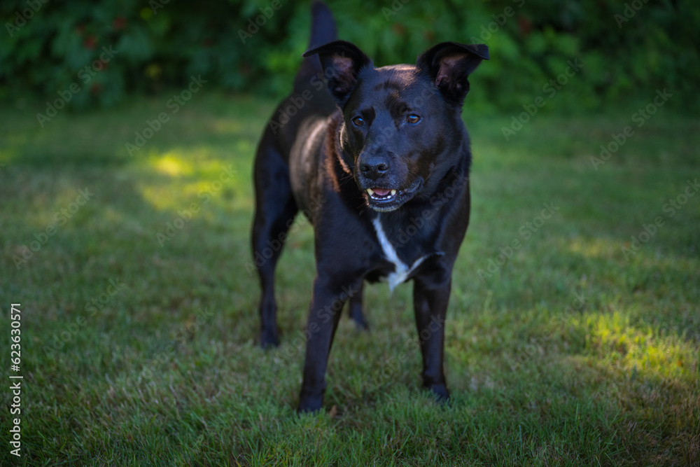 2023-07-13 A BLACK BLUE HEELER LABRADOR MIX WITH NICE EYES AND A WHITE STRIPE ON HIS CHEST AND A GREEN BACKGROUND IN STANWOOD WASHINGTON