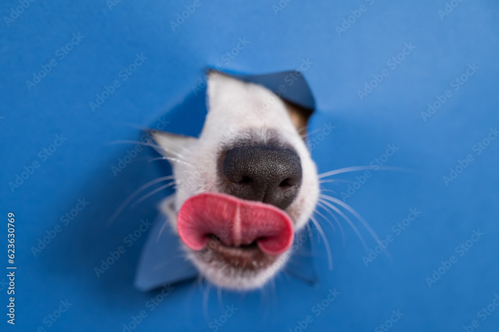 Jack russell terrier dog licks his nose and leans out of torn paper