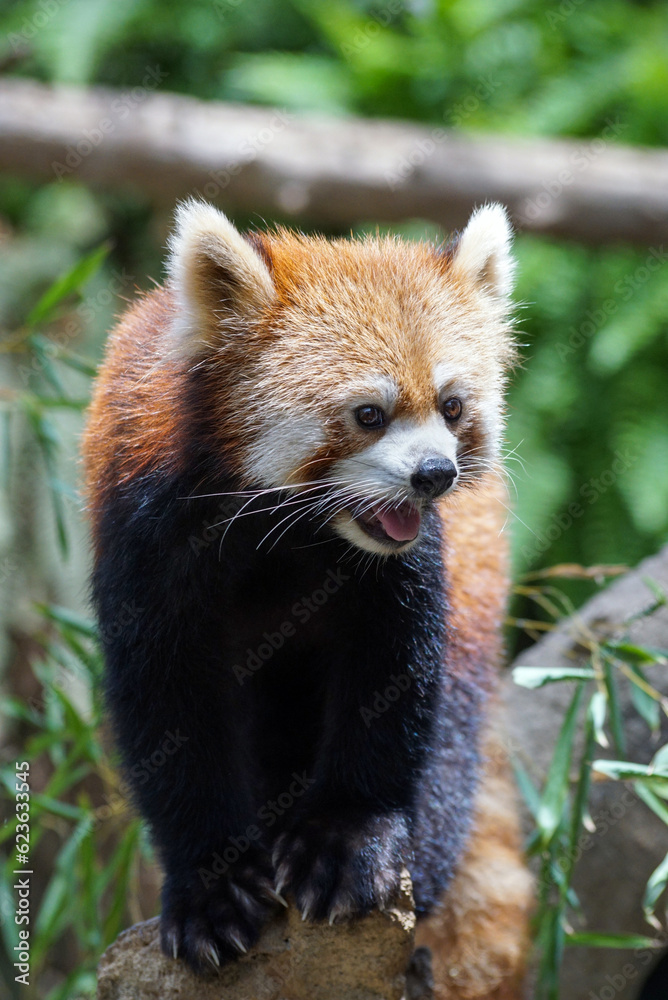 Fototapeta premium 木の上のレッサーパンダ
