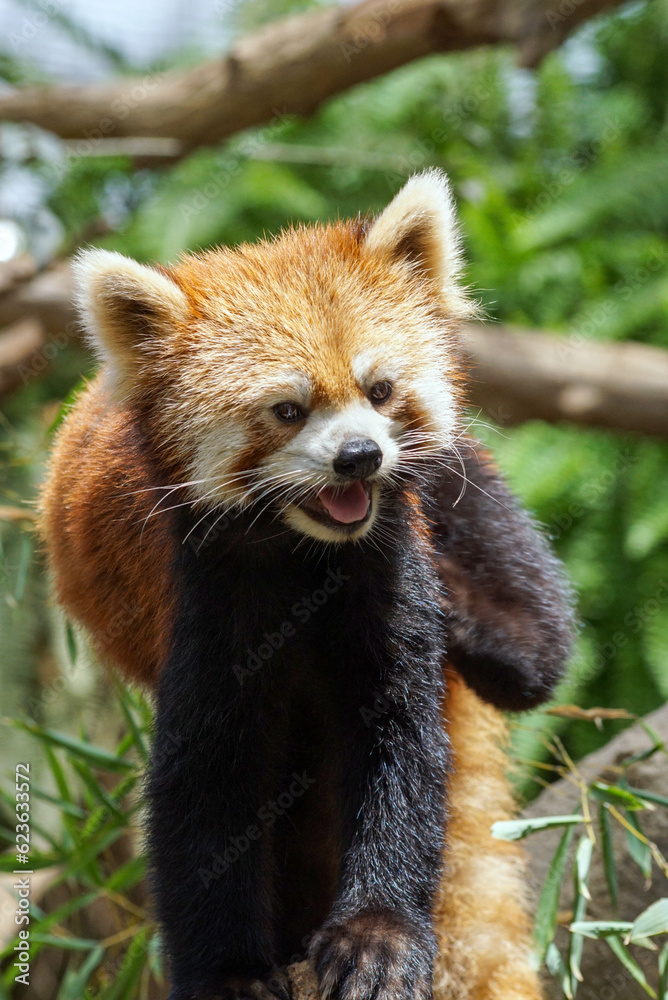 木の上のレッサーパンダ 木の上のレッサーパンダ
