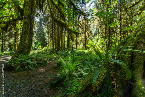 Fern and the mossy trees in the rainforest. Olympic National Park, Washington