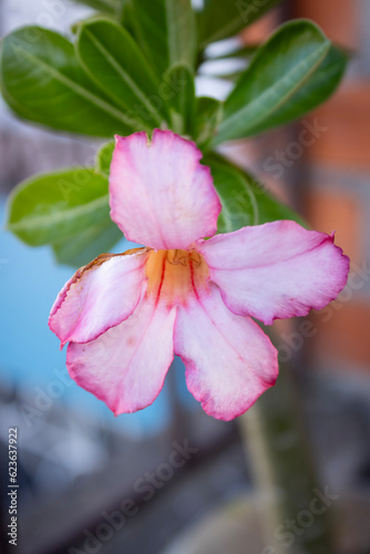 flor rosa marchita photo