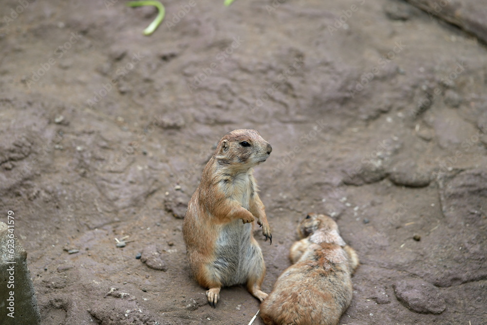 Prairie dogs (genus Cynomys) are herbivorous burrowing mammals native to the grasslands of North America. Prairie dogs (genus Cynomys) are herbivorous burrowing mammals native to the grasslands of North America.