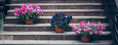 A close-up view of flowers in garden pots at eye level. Standing on the stairs, three pieces of different colors with space to copy. High quality photo