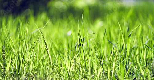 Background of green fresh grass with bokeh effect, selective focus, small size with space to copy. High quality web banner.