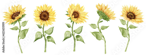 Watercolor sunflower hand painted illustration set. Yellow flower, bud, leaf. Classic floral botanical illustration.