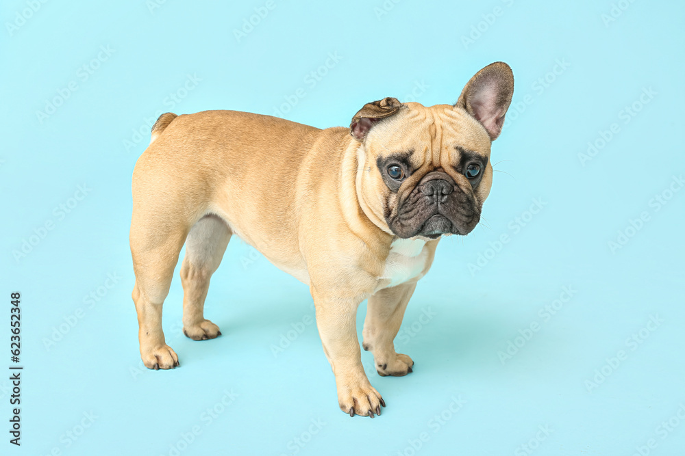 Cute French bulldog on blue background