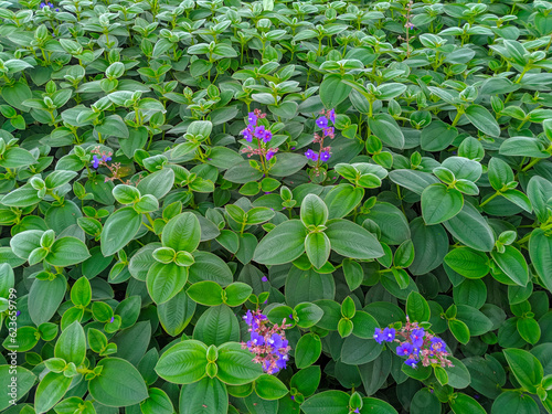 Tibouchina heteromalla or Silver leafed Princess Flower. It is an evergreen shrub with velvety elliptic leaves and purple flowers. photo