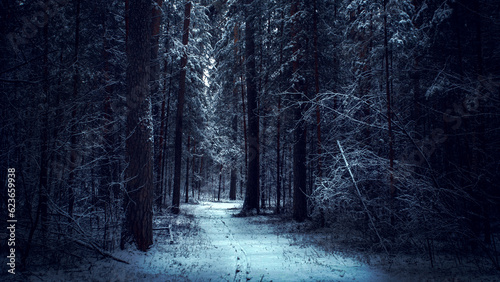 Dark and mistery winter pine forest. Dreamy landscape.