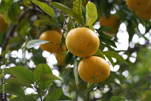 honey manderin oranges grow on a tree with bright green leaves in the summer sun photo