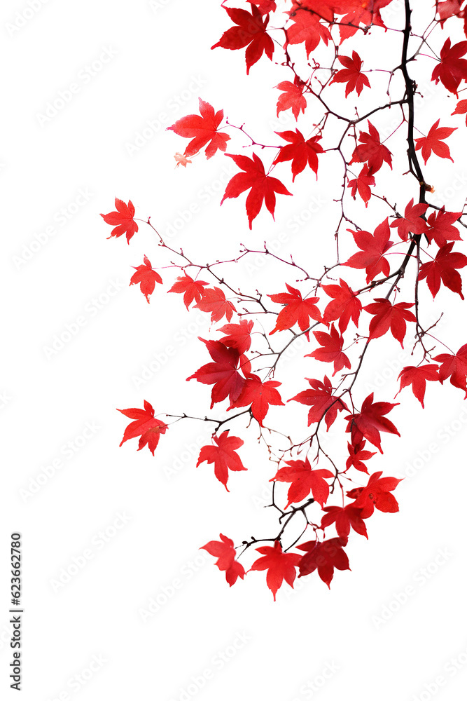 maple branches isolated a frame border