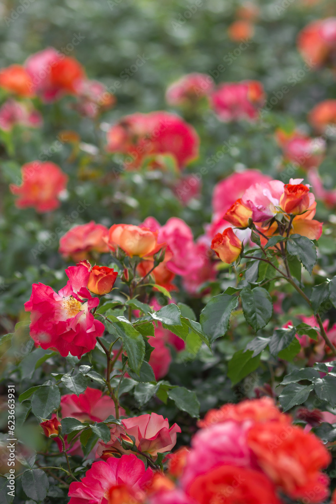Red and pink rose flowers with delicate petals in a full bloom in the city garden. Garden roses bush abundant blooming.