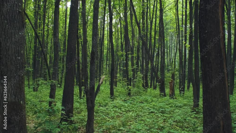 Beautiful green forest on a cloudy day
Beautiful green forest on a cloudy day