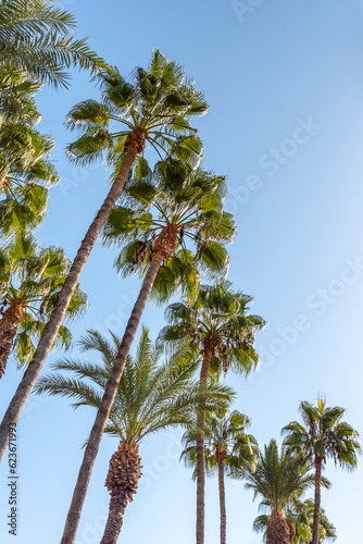 Beautiful palm trees shot from the bottom up against a clear blue sky