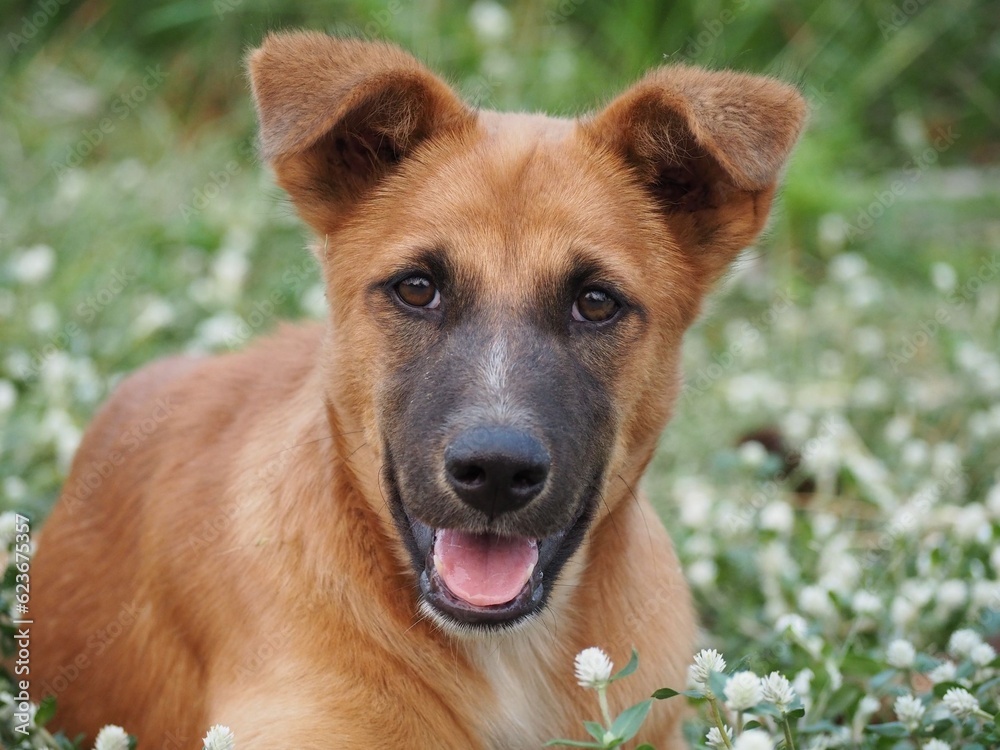 Happy brown puppy in the green meadow Happy brown puppy in the green meadow