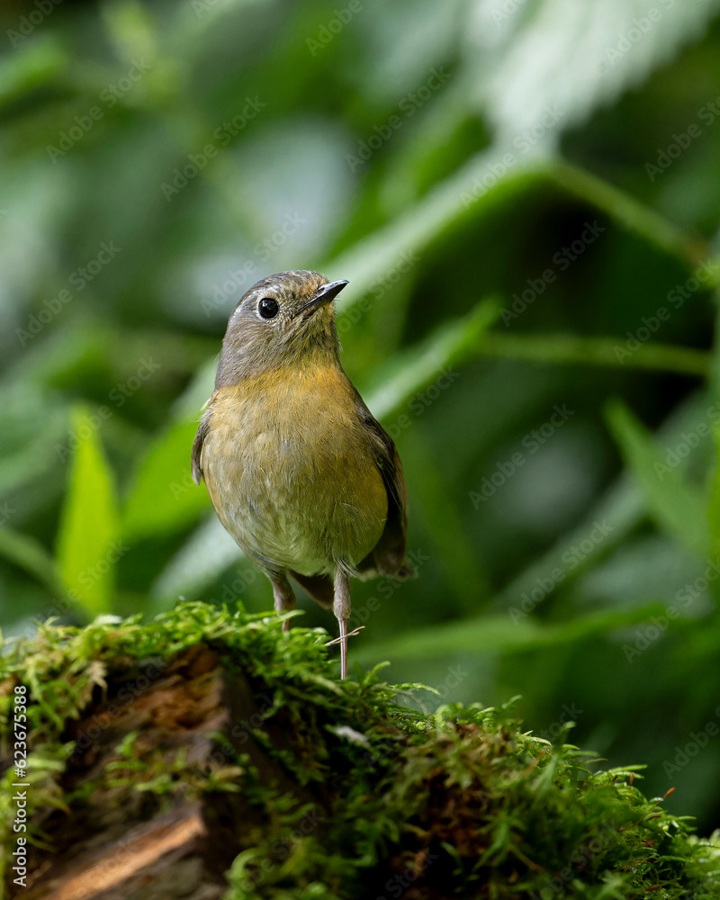 Snowy-browed Flycatcher