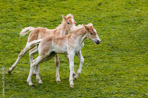 Zwei junge laufende Haflinger Fohlen