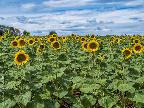 filed of sunflowers in summer time 