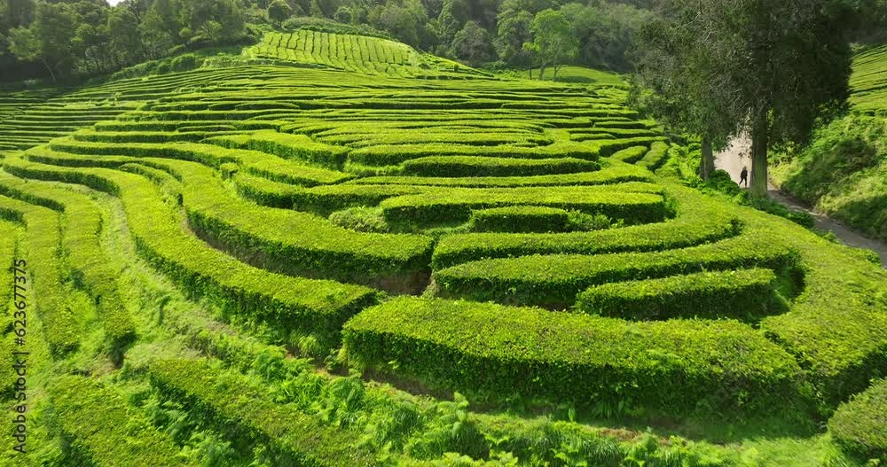 Tea Plantation Sao Miguel Azores Aerial view Tea Plantation Sao Miguel Azores Aerial view