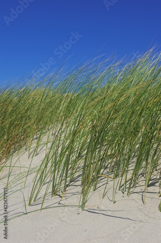 Close up of grass growing out of sand dune. © Katherine