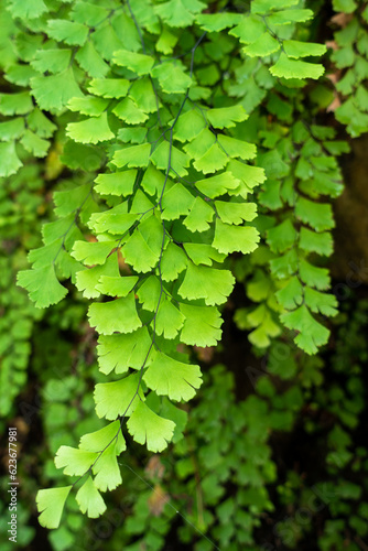 Close up shot of Adiantum capillus-veneris, a species of ferns in the genus Adiantum. Uttarakhand India