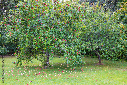 Φωτογραφία Apple tree with red apples and windfall apples  on the ground