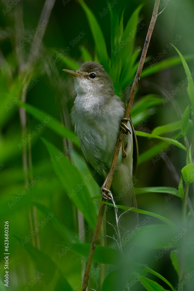 Marsh warbler // Sumpfrohrsänger (Acrocephalus palustris) Marsh warbler // Sumpfrohrsänger (Acrocephalus palustris)