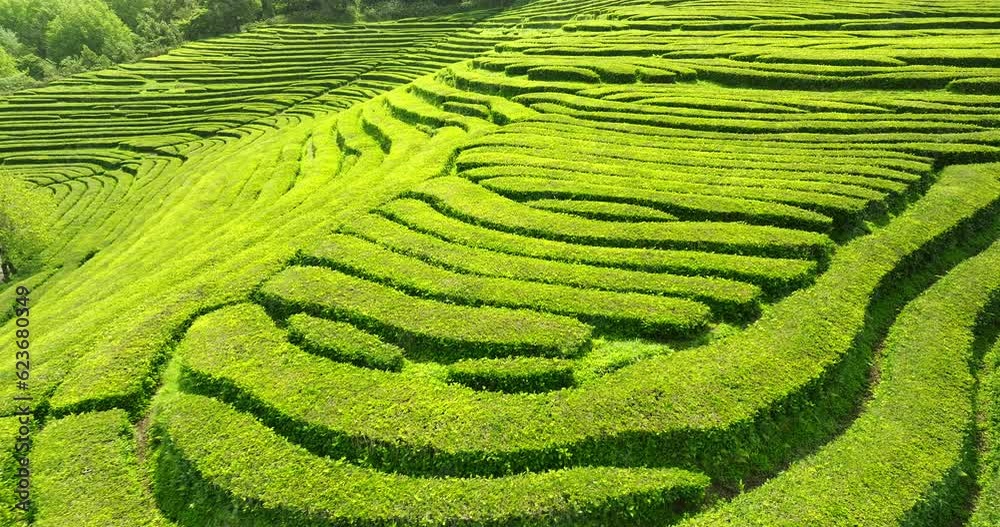 Tea Plantation Sao Miguel Azores Aerial view Tea Plantation Sao Miguel Azores Aerial view