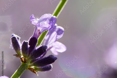 Close-Up: Lavender (Grosso) shimmering in the morning dew in a park at the height of summer, Hokkaido, Japan photo