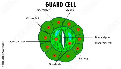 Diagram of a Guard cell on a leaf