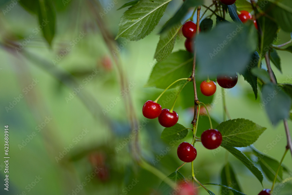 Summer's Juicy Treasures: Beautiful Red Cherries in the Garden in Northern Europe