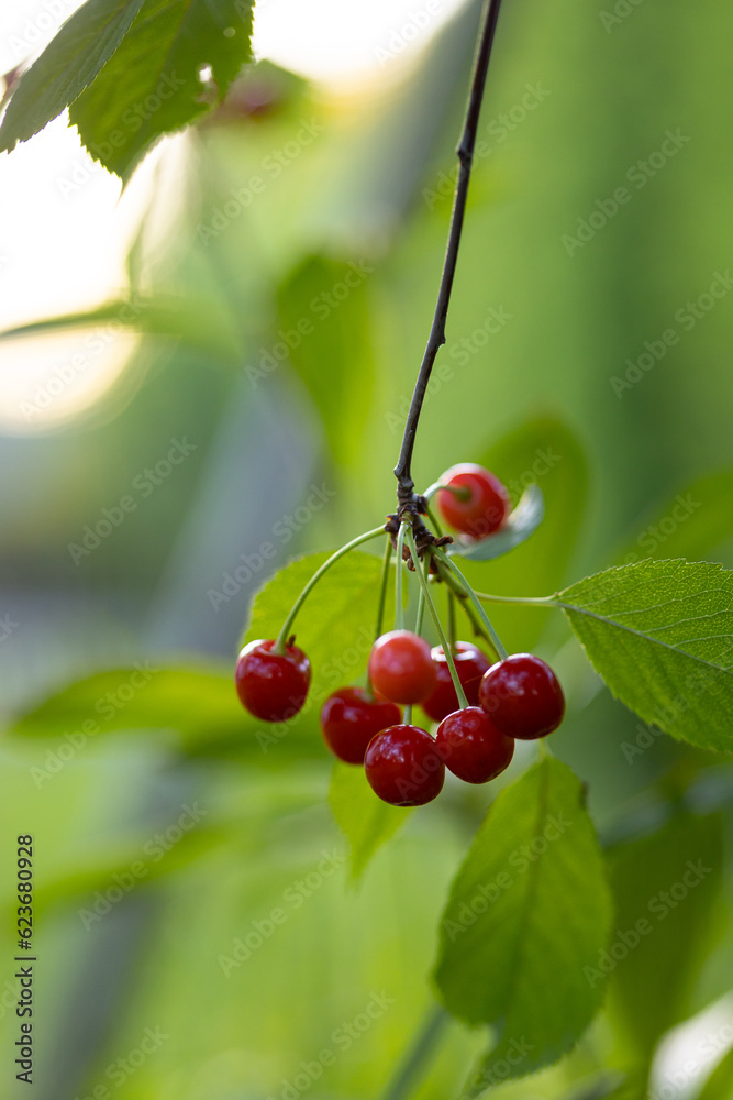 Summer's Juicy Treasures: Beautiful Red Cherries in the Garden in Northern Europe Summer's Juicy Treasures: Beautiful Red Cherries in the Garden in Northern Europe