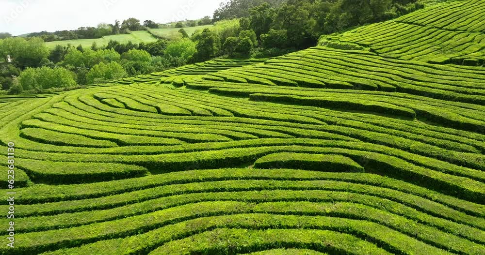Tea Plantation Sao Miguel Azores Aerial view Tea Plantation Sao Miguel Azores Aerial view