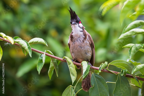 Red-whiskered Bulbul (Pycnonotus jocosus) sitting on green tree branch and this bird is a passerine bird found in Asia.It is a member of the bulbul family.Wild life concept. photo