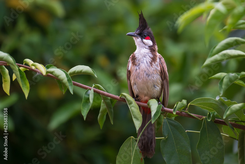 фотографія Red-whiskered Bulbul (Pycnonotus jocosus) sitting on green tree branch and this bird is a passerine bird found in Asia