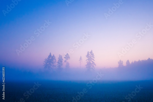 Mystical Serenity: Foggy Summer Morning in the Countryside in Northern Europe