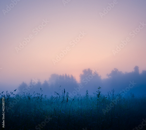 Mystical Tranquility: Fresh Meadow Awash in Foggy Summer Morning in Northern Europe