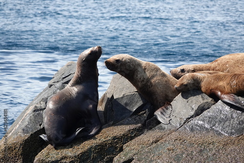 Sea lions on the Kekur stones Five Fingers in the Peter the Great Bay of the Sea of Japan    