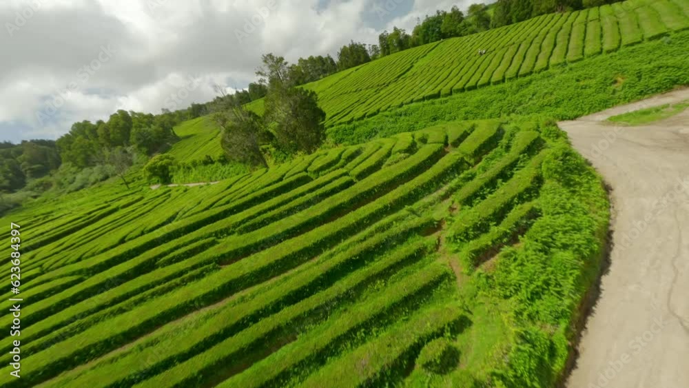 Tea Plantation aerial view in Sao Miguel Azores Tea Plantation aerial view in Sao Miguel Azores
