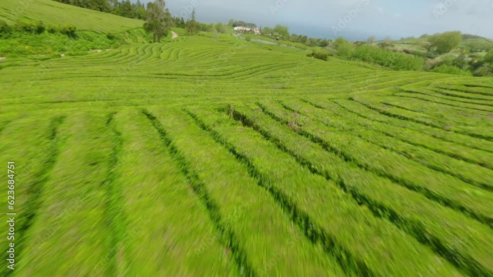 Tea Plantation Sao Miguel Azores Aerial view Tea Plantation Sao Miguel Azores Aerial view