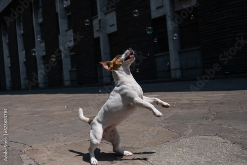 Cute dog jack russell terrier catching soap bubbles outdoors. 