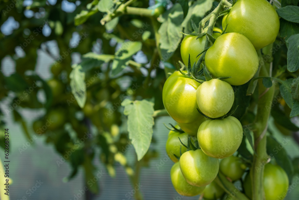 A lot of green tomatoes on a bush in a greenhouse. Tomato plants in greenhouse. Green tomatoes plantation. Organic farming, young tomato plants growth in greenhouse.